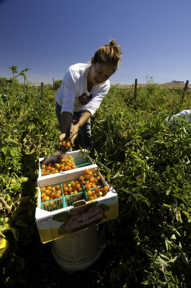 Migrant workers harvest tomatoes on Uesugi Farms in Gilroy, CA on Wednesday, Aug. 28, 2013. USDA photo by Bob Nichols.