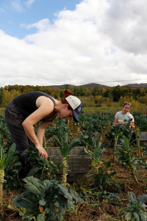 Healthy Roots Collaborative in Vermont worked with ten farms and gleaned over 10,600 pounds of produce