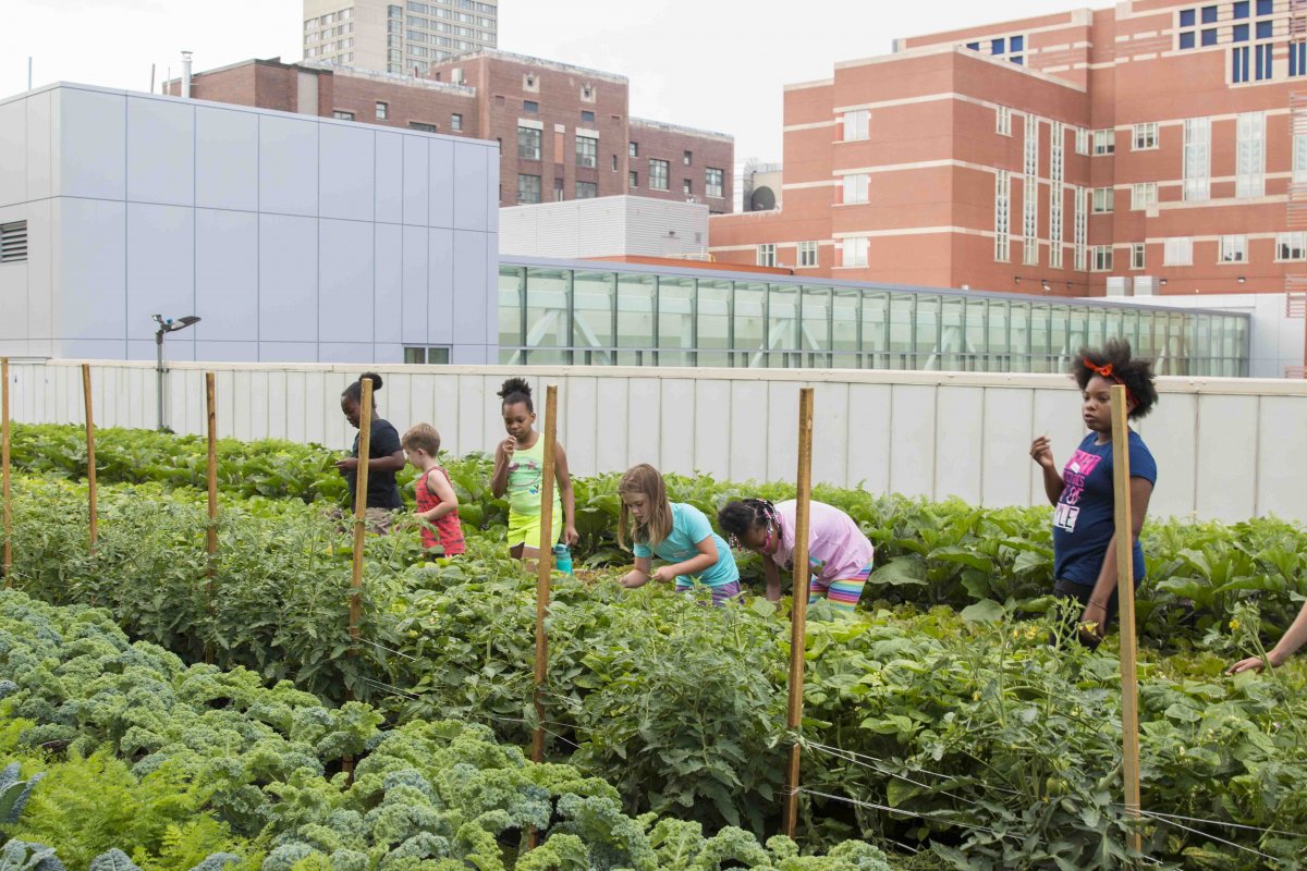 Children from the Boston Medical Center’s Summer Culinary Camp harvested crops on the farm before learning how to cook them in the hospital’s demonstration kitchen. (Matt Morris, BMC)