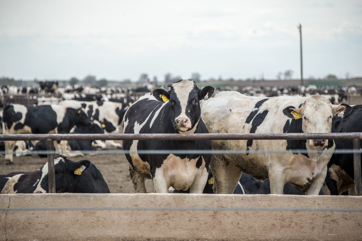 Cows in feed lot by Kent Kanouse