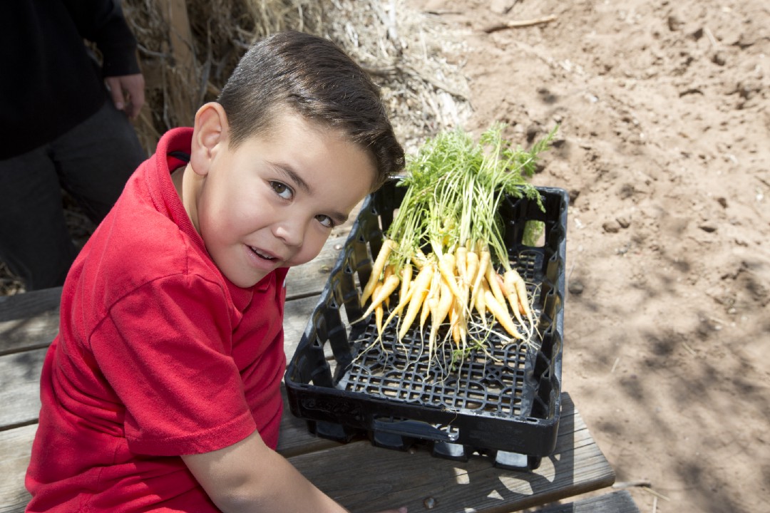 Elijah Alfaro admires freshly picked carrots at Valle Encantado Farm. (Healthy Here PR at CWA Communications)