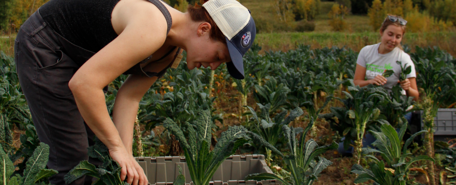 Gleaning surplus vegetables 