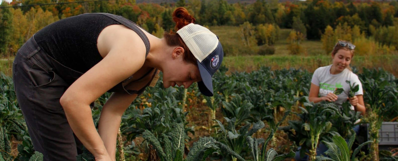 Gleaning cropped