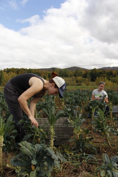 In 2016, the Healthy Roots Collaborative worked with ten farms and gleaned over 10,600 pounds of produce, which was distributed to 18 area food pantries and meal programs