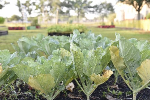 Greens growing in the healthy teaching garden