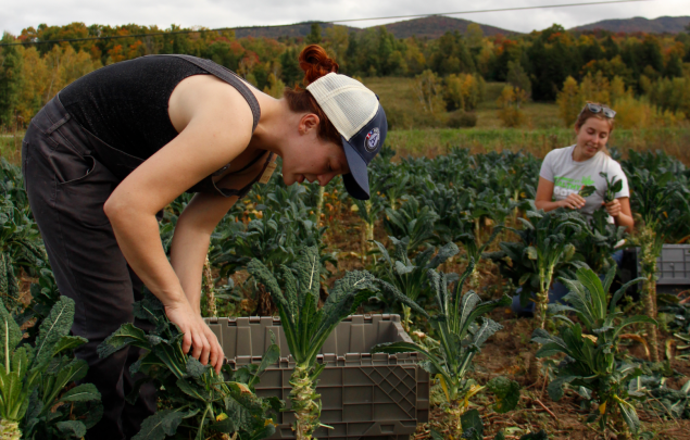 Gleaning surplus vegetables 